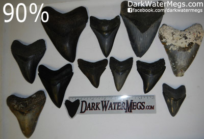 High Quality Wholesale Megalodon Teeth