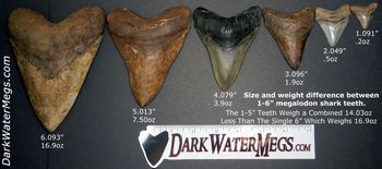 Wholesale Megalodon Size Difference