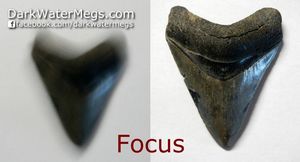 Focus on Megalodon Shark Teeth