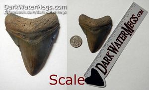 Scale On Megalodon and Other Shark Teeth For Sale In Pictures