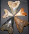 Different Colored Megalodon Teeth For Sale