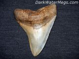 Dark-Water-Megs-Megalodon-Tooth45
