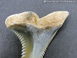 Hemiprisits-Snaggle-Teeth-For-Sale10