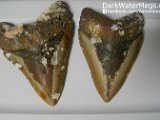 Similar-Megalodon-Teeth2