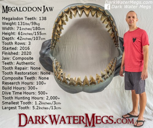 Building a megalodon shark jaw
