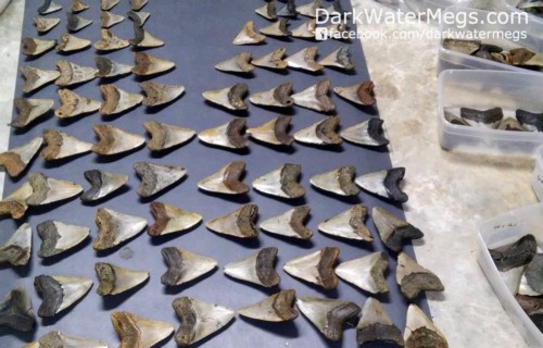 Building a megalodon shark jaw