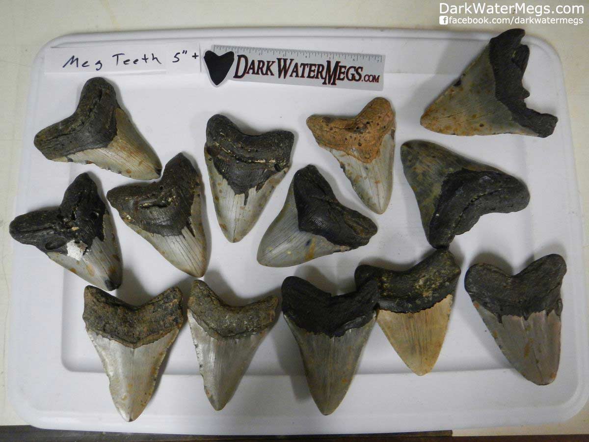 Megalodon Teeth For Sale - Dark Water Megs