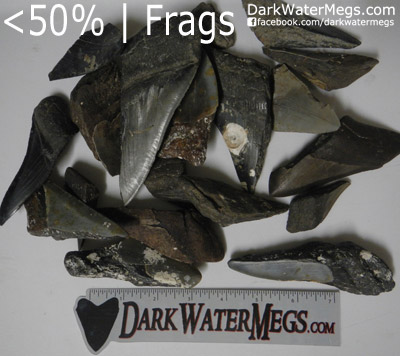 Frag Wholesale Megalodon Teeth