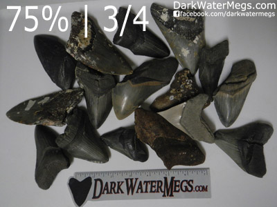 3/4 Wholesale Megalodon Teeth