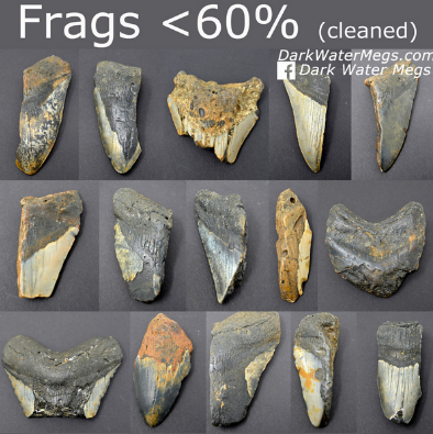 Purchase megalodon teeth in bluk