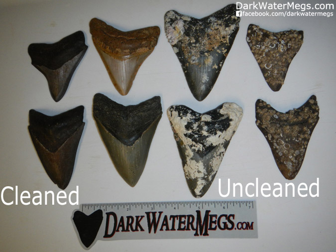 Cleaned VS Uncleaned Wholesale Megalodon Teeth