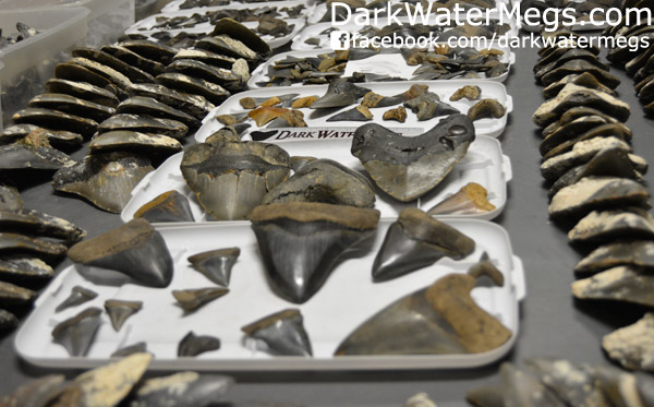 Large Lot Wholsale Megalodon Teeth