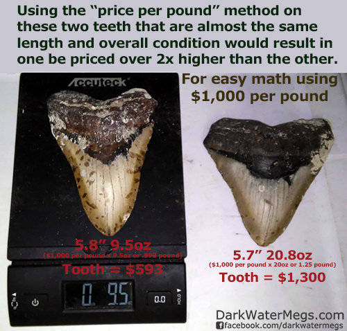 Buy wholesale megalodon teeth