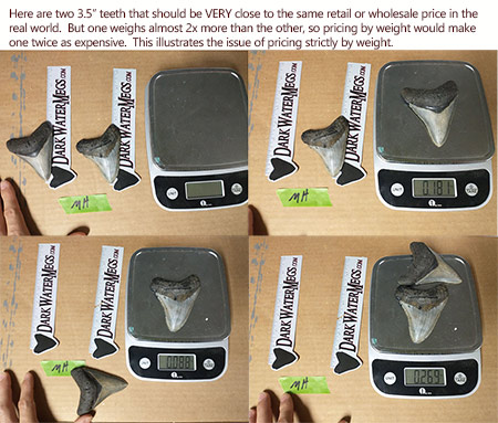 Megalodon pricing by the pound