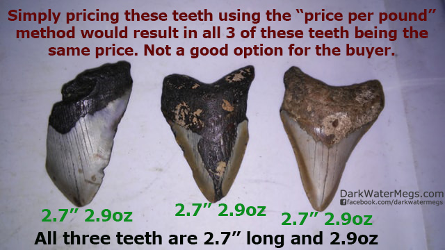 Small Megalodon Teet Sold By The Pound