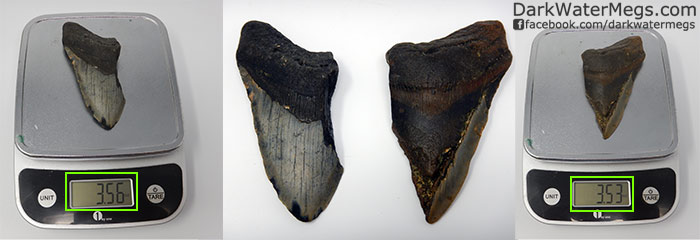 Per pound megalodon teeth three quarter