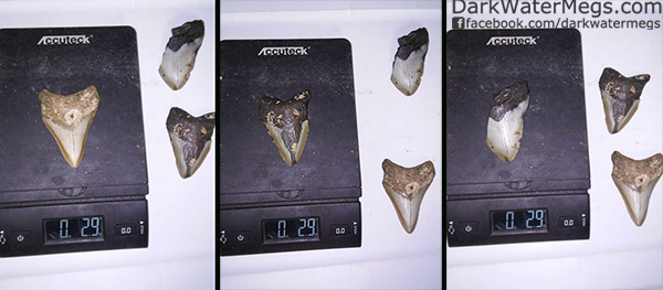 Weight of Megalodon Teeth