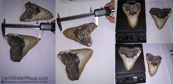 Large Wholesale Megalodon Teeth
