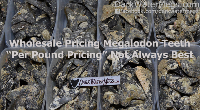 Wholesale Pricing Megalodon Teeth