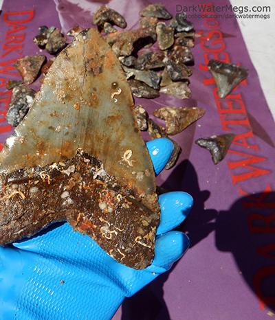 Authentic megalodon teeth, where to buy them