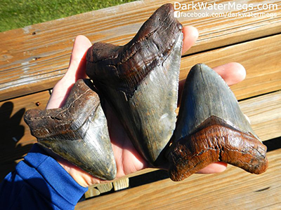 Genuine megalodon teeth for sale online