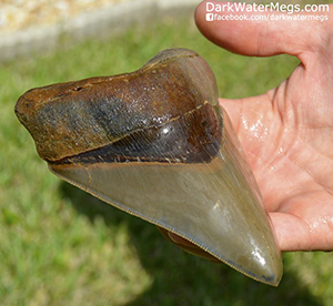 Real megalodon teeth a guide to buying them online