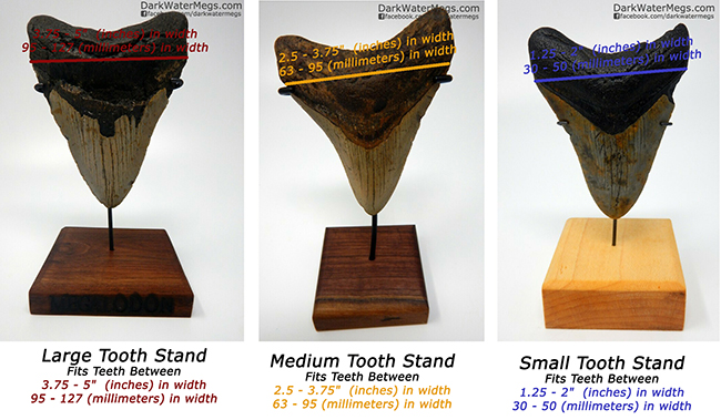 Megalodon Stand Sizes