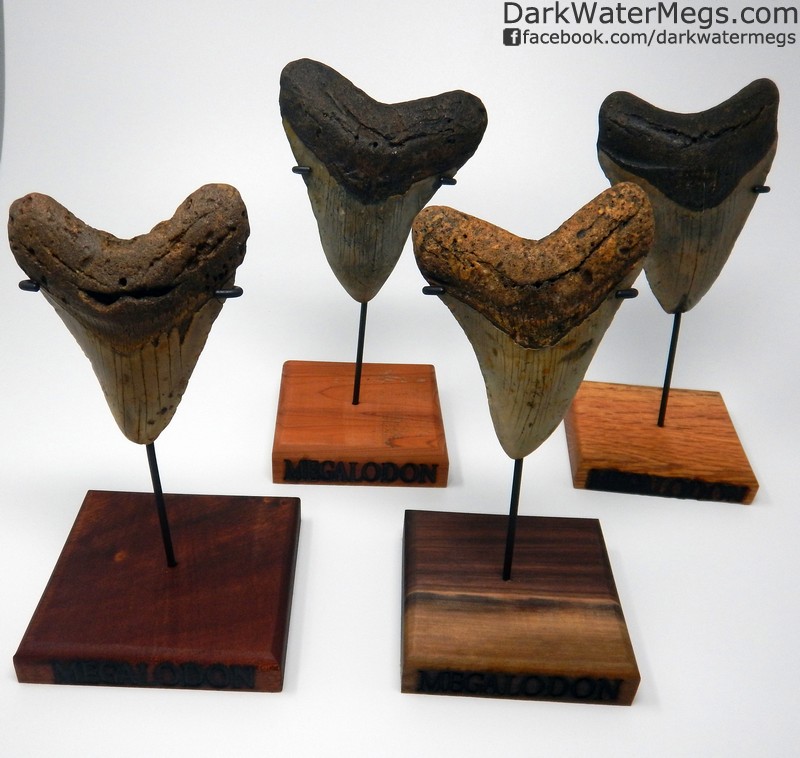 Megalodon Tooth Display Stands