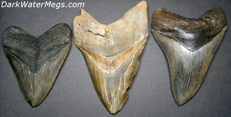 Value megalodon tooth Megalodon Shark