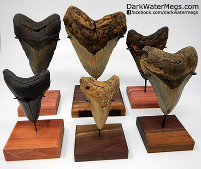 Display stand for gifting a megalodon tooth
