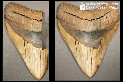 Beware of repaired megalodon teeth that are not authentic
