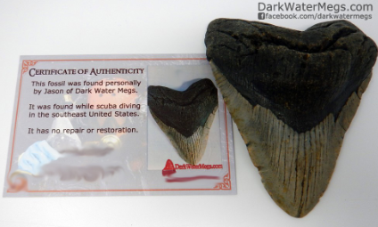 Megalodon Certificate of Authenticity