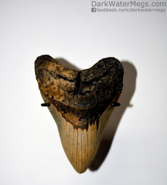 Simple wall mout for megalodon tooth