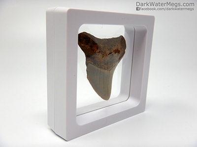 Floating frame for megalodon tooth