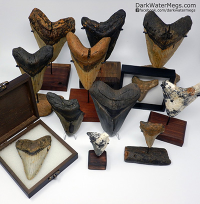 Display Options for Megalodon Teeth
