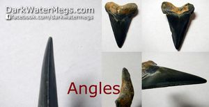 Angles On Megalodon and Other Shark Teeth For Sale In Pictures