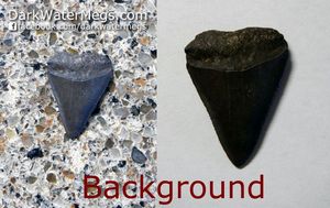 Background On Megalodon and Other Shark Teeth For Sale In Pictures