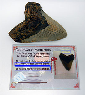 Megalodon Certificate of Authenticity Pertinent Fossil Information
