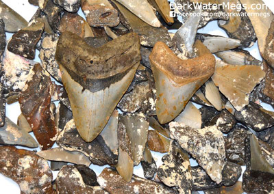 Broken Megalodon Teeth For Sale