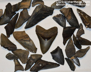 Broken Megalodon Teeth For Sale