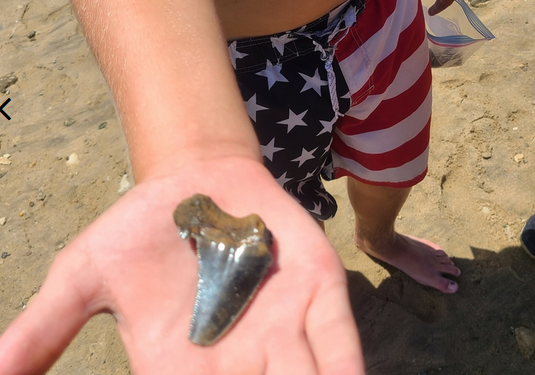 Finding fossil shark teeth on a tour