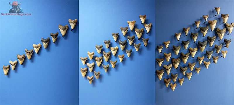 Accent megalodon display wall in blue