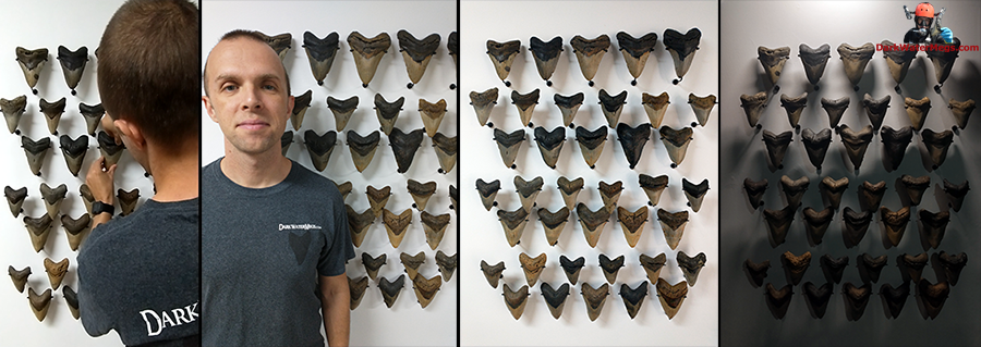 Megalodon display accent walls