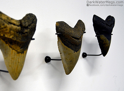 Wall mount for megalodon shark tooth