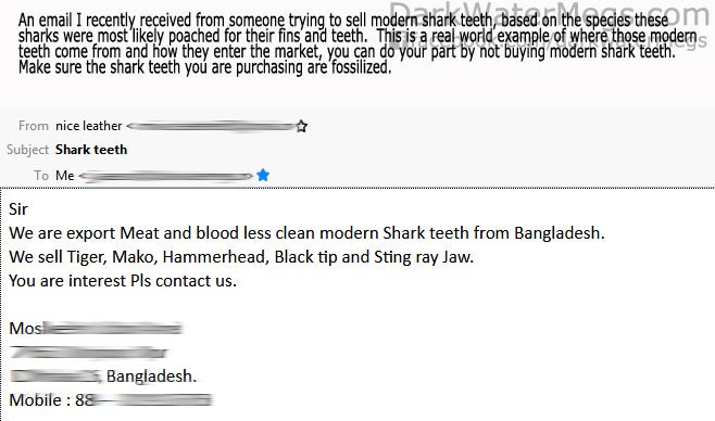 Only buy fossilized shark teeth