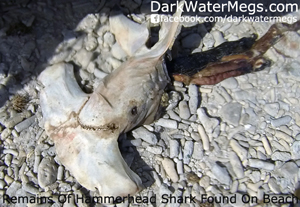 Possibly Poached Great White Shark