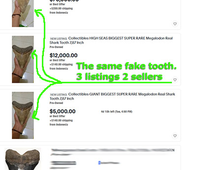 Fake megalodon tooth listed three times