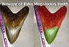 Beware of fake megalodon teeth