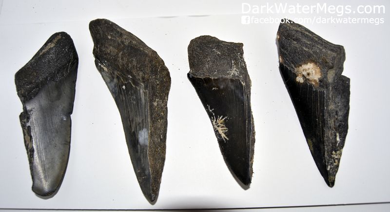 eth With Vinegar Experiment